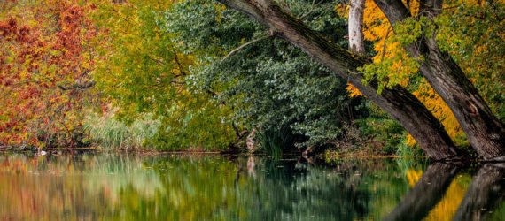 warm autumn, warm fall temperatures, fall foliage, fall leaves, autumn leaves, climate change, global warming, delay in leaves changing color, leaves color change