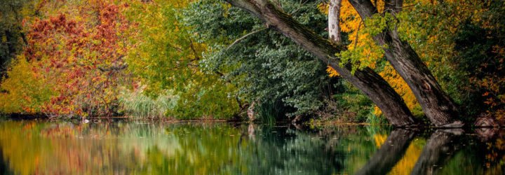 warm autumn, warm fall temperatures, fall foliage, fall leaves, autumn leaves, climate change, global warming, delay in leaves changing color, leaves color change