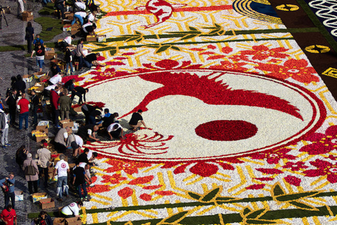 belgium, flower carpet, public art, brussels,belgium art,brussels flower art,flower carpet brussels, flowers, begonias, europe