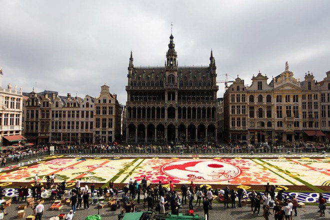 belgium, flower carpet, public art, brussels,belgium art,brussels flower art,flower carpet brussels, flowers, begonias, europe