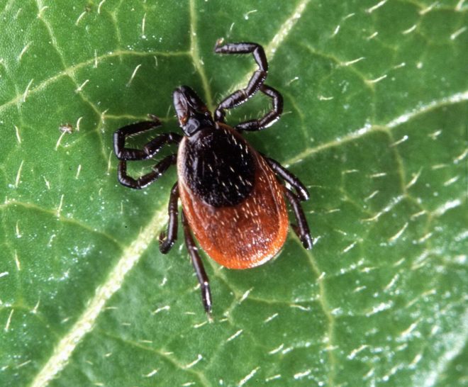 tick-borne illness, global warming, deadly diseases