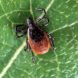 tick-borne illness, global warming, deadly diseases
