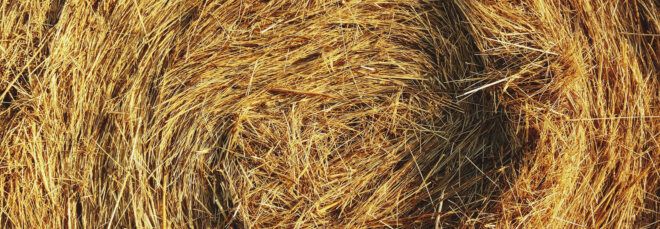 close-up of straw bale