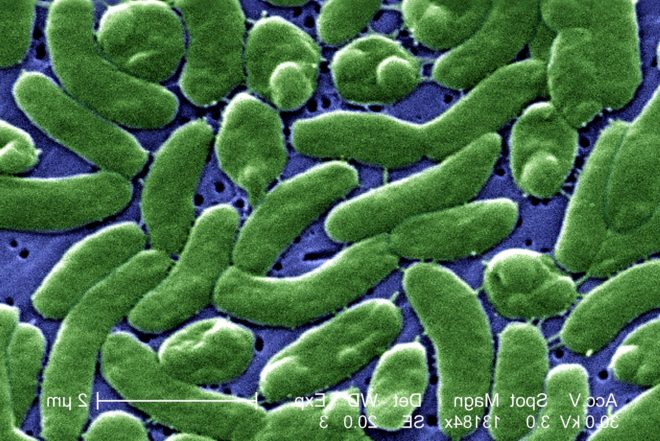 Cholera, global warming, deadly diseases