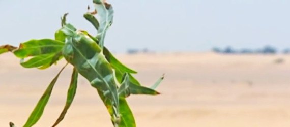 wastewater, water treatment, serapium forest, egypt, desert, desertification, tree plantations, sewage, sewage effluent