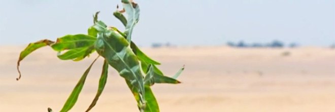 wastewater, water treatment, serapium forest, egypt, desert, desertification, tree plantations, sewage, sewage effluent