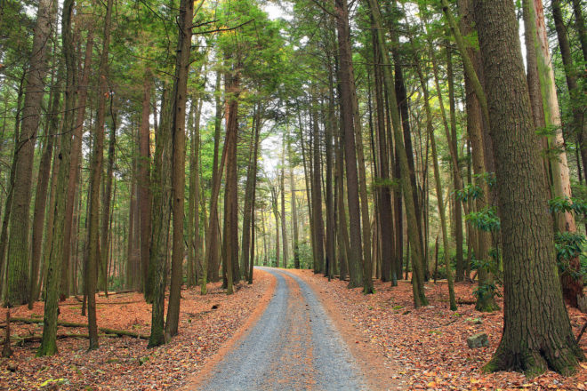oxford university, radioactivity, tree rings, radiocarbon dating, dating ancient events, ancient history, old growth trees, radioactive time markers in lumber