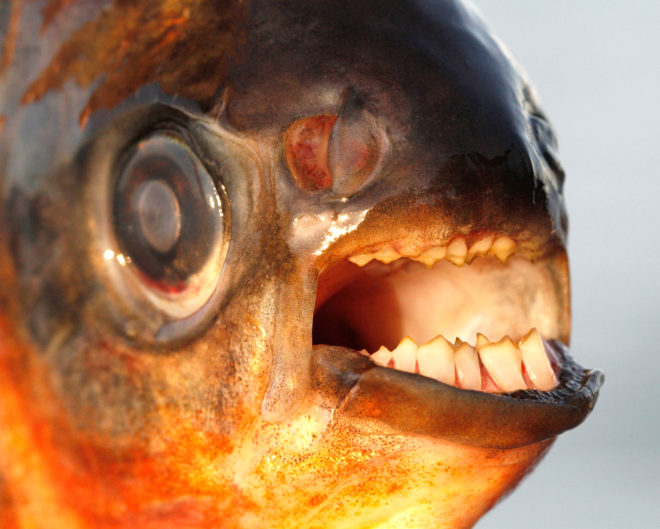 Michigan Department of Natural Resources, red-bellied pacu, pacu, pacu fish, fish with human-like teeth, fish with human teeth, strange fish, unusual fish, aquarium fish, South America fish, pet fish
