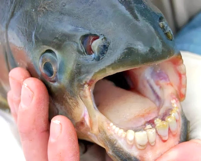 Michigan Department of Natural Resources, red-bellied pacu, pacu, pacu fish, fish with human-like teeth, fish with human teeth, strange fish, unusual fish, aquarium fish, South America fish, pet fish