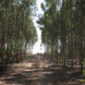 wastewater, water treatment, serapium forest, egypt, desert, desertification, tree plantations, sewage, sewage effluent