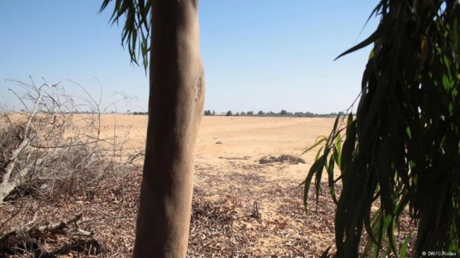 wastewater, water treatment, serapium forest, egypt, desert, desertification, tree plantations, sewage, sewage effluent