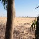 wastewater, water treatment, serapium forest, egypt, desert, desertification, tree plantations, sewage, sewage effluent