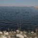 wastewater, water treatment, serapium forest, egypt, desert, desertification, tree plantations, sewage, sewage effluent