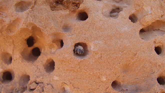 Bee, bees, desert bees, sandstone bees, sandstone, Anthophora pueblo, Utah, Utah State University, habitat, harsh habitat