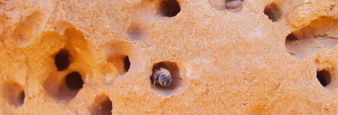Bee, bees, desert bees, sandstone bees, sandstone, Anthophora pueblo, Utah, Utah State University, habitat, harsh habitat