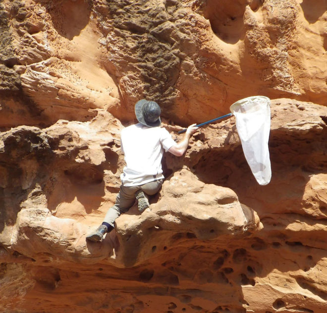 Bee, bees, desert bees, sandstone bees, sandstone, Anthophora pueblo, Utah, Utah State University, habitat, harsh habitat