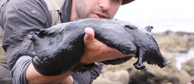 Beyond the Tide, Brave Wilderness, Discovery Digital Network, Coyote Peterson, Aron Sanchez, slug, sea slug, black sea slug, giant black sea slug, slimy slug, Black Sea Hare, tide pools, California tide pools, Los Angeles tide pools, California, Los Angeles, ocean, marine creatures