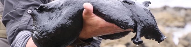 Beyond the Tide, Brave Wilderness, Discovery Digital Network, Coyote Peterson, Aron Sanchez, slug, sea slug, black sea slug, giant black sea slug, slimy slug, Black Sea Hare, tide pools, California tide pools, Los Angeles tide pools, California, Los Angeles, ocean, marine creatures