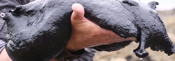Beyond the Tide, Brave Wilderness, Discovery Digital Network, Coyote Peterson, Aron Sanchez, slug, sea slug, black sea slug, giant black sea slug, slimy slug, Black Sea Hare, tide pools, California tide pools, Los Angeles tide pools, California, Los Angeles, ocean, marine creatures