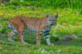 mountain lions, cougars, eastern cougars, wildlife, extinct species, extinct subspecies, tennessee, kentucky, virgina, blue ridge mountains, fish and wildlife service