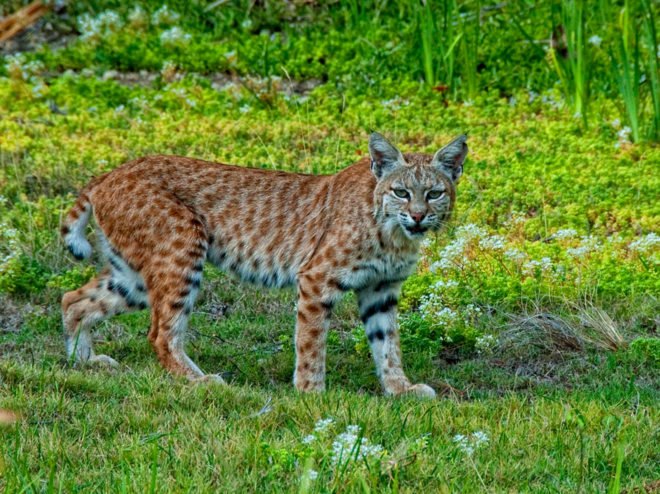 mountain lions, cougars, eastern cougars, wildlife, extinct species, extinct subspecies, tennessee, kentucky, virgina, blue ridge mountains, fish and wildlife service