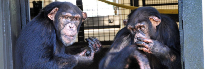 Chimpanzee, chimpanzees, chimp, chimps, animal, animals, animal research, biomedical research, animal sanctuary, sanctuary, Project Chimps, Sarah Baeckler Davis
