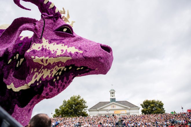 Corso Zundert, Zundert, Netherlands, the Netherlands, 2016 Corso Zundert, flower, flowers, flower parade, flower floats, dahlia, dahlias, dahlia floats, Water Buffalo
