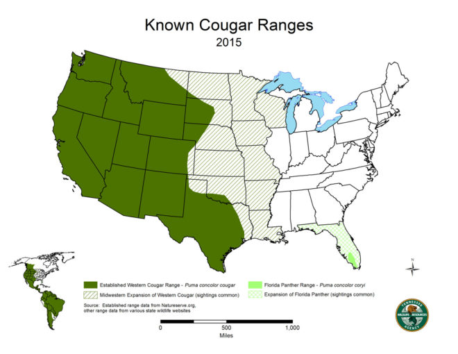 mountain lions, cougars, eastern cougars, wildlife, extinct species, extinct subspecies, tennessee, kentucky, virgina, blue ridge mountains, fish and wildlife service