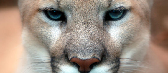 mountain lions, cougars, eastern cougars, wildlife, extinct species, extinct subspecies, tennessee, kentucky, virgina, blue ridge mountains, fish and wildlife service