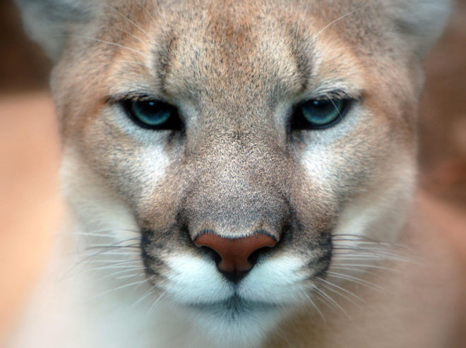 mountain lions, cougars, eastern cougars, wildlife, extinct species, extinct subspecies, tennessee, kentucky, virgina, blue ridge mountains, fish and wildlife service