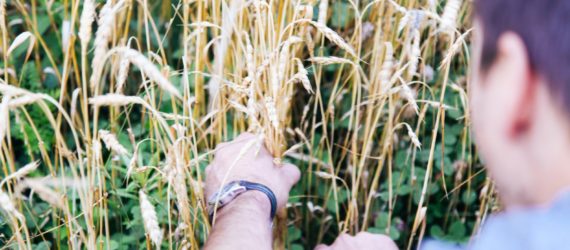 wheat, urban wheat, wheat Chicago