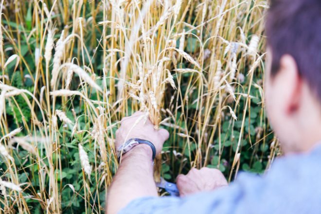 wheat, urban wheat, wheat Chicago