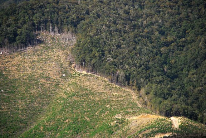 wilderness, forests, carbon, climate change, species, biodiversity