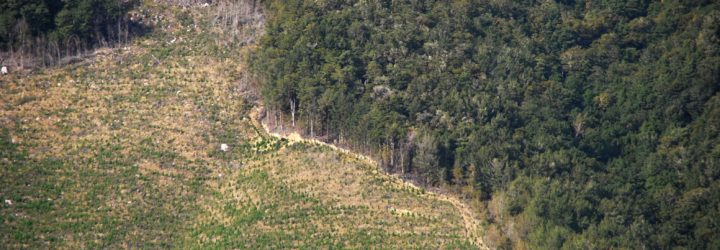 wilderness, forests, carbon, climate change, species, biodiversity