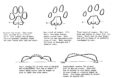mountain lions, cougars, eastern cougars, wildlife, extinct species, extinct subspecies, tennessee, kentucky, virgina, blue ridge mountains, fish and wildlife service