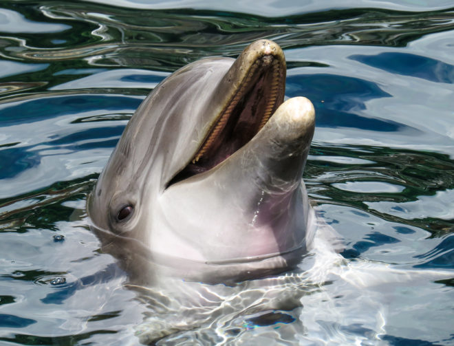dolphins, dolphin communication, dolphin conversation, dolphin language, karadag nature reserve, yasha and yana dolphins, dolphin speech