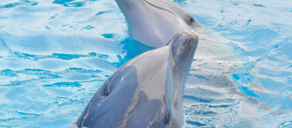 dolphins, dolphin communication, dolphin conversation, dolphin language, karadag nature reserve, yasha and yana dolphins, dolphin speech