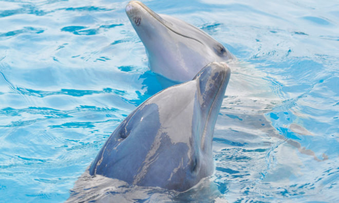 dolphins, dolphin communication, dolphin conversation, dolphin language, karadag nature reserve, yasha and yana dolphins, dolphin speech