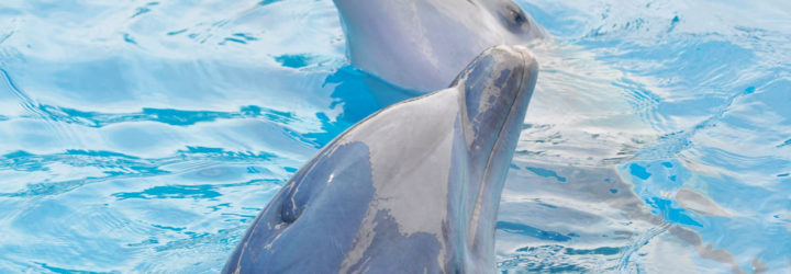 dolphins, dolphin communication, dolphin conversation, dolphin language, karadag nature reserve, yasha and yana dolphins, dolphin speech
