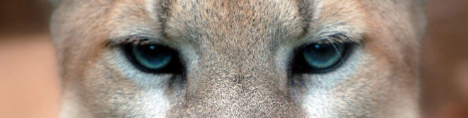mountain lions, cougars, eastern cougars, wildlife, extinct species, extinct subspecies, tennessee, kentucky, virgina, blue ridge mountains, fish and wildlife service