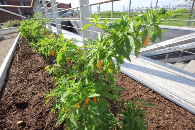 william vale hotel, rooftop park, elevated park, rooftop garden, williamsburg hotel, vale park, williamsburg park, williamsburg hotel city views, william vale, williamsburg rooftop, hotel williamsburg, vale hotel, landscape design, rooftop park