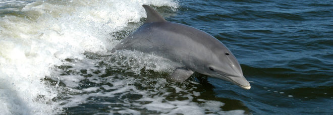 taiji, taiji dolphins, dolphins, dolphin hunting, dolphin slaughter, japanese dolphins, japanese fishermen, dolphin drive hunt