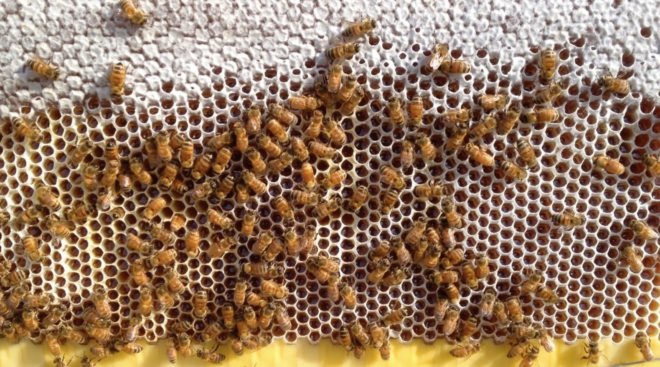 flow hive, bees, beekeeping, backyard beekeeping, honey production, crowdfunding campaign, successful crowdfunding, crowdfunded inventions, viral crowdfunding campaigns