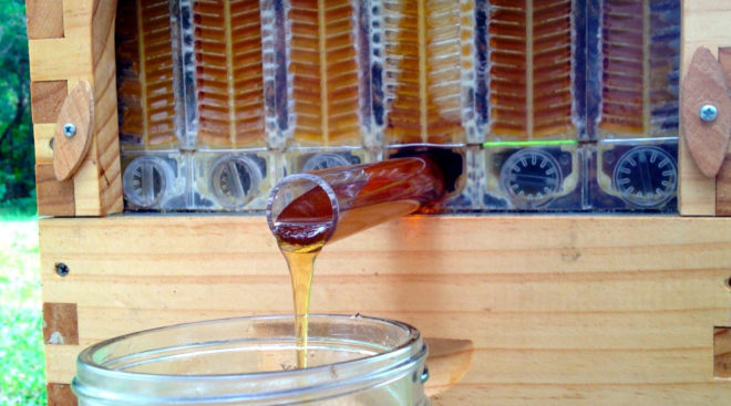 flow hive, bees, beekeeping, backyard beekeeping, honey production, crowdfunding campaign, successful crowdfunding, crowdfunded inventions, viral crowdfunding campaigns
