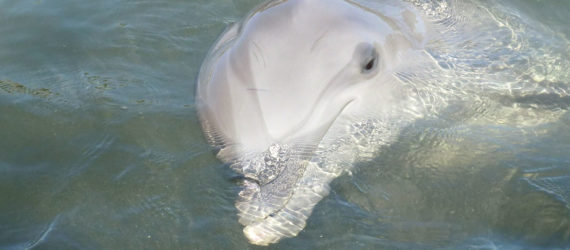 Dolphin, dolphins, friendly dolphin, lonely dolphin, Baltic Sea, Baltic Sea dolphin, animals, animals and humans, Germany