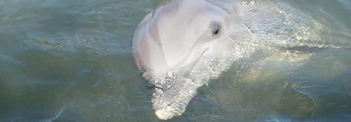 Dolphin, dolphins, friendly dolphin, lonely dolphin, Baltic Sea, Baltic Sea dolphin, animals, animals and humans, Germany