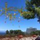 tamiko thiel, gardens of the anthropocene, seattle art museum, olympic sculpture park, futuristic plants, augmented reality, ar installation, climate change plants, global warming plants