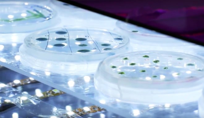 Tel Aviv University, Iftach Yacoby, Iftach Yacoby algae, algae clean energy, algae green energy, algae hydrogen, algae power, algae to power hydrogen cars, algae to fuel hydrogen cars, algae emit hydrogen