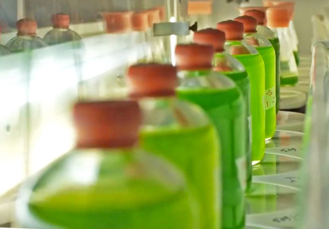 Tel Aviv University, Iftach Yacoby, Iftach Yacoby algae, algae clean energy, algae green energy, algae hydrogen, algae power, algae to power hydrogen cars, algae to fuel hydrogen cars, algae emit hydrogen