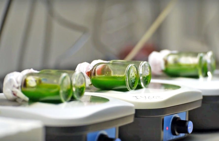 Tel Aviv University, Iftach Yacoby, Iftach Yacoby algae, algae clean energy, algae green energy, algae hydrogen, algae power, algae to power hydrogen cars, algae to fuel hydrogen cars, algae emit hydrogen